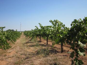 Canh tác khô – một hướng đi cho nông nghiệp nhằm ứng phó biến đổi khí hậu