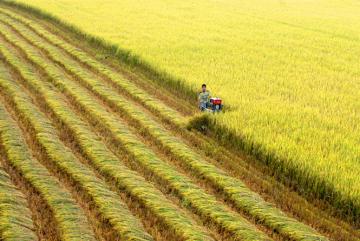 Nghị quyết trung ương 5: Làn gió mới cho nông nghiệp