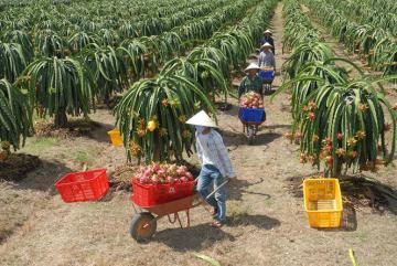 Nghị quyết trung ương 5: Xây dựng thương hiệu nông sản Việt