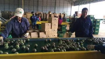 Xuất khẩu chanh leo sẽ tăng 30%: Kỳ vọng vào cây trồng mới