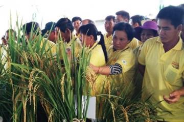 Lạc quan thị trường xuất khẩu gạo