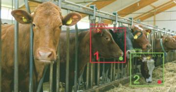 Kiểm soát sức khỏe gia súc bằng công nghệ nhận diện khuôn mặt