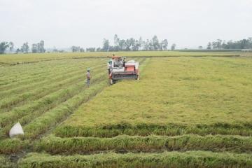 Lúa gạo giảm giá mạnh những ngày cận Tết