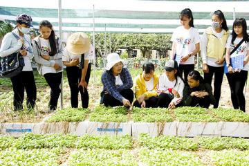 Giúp nông dân trồng rau hữu cơ
