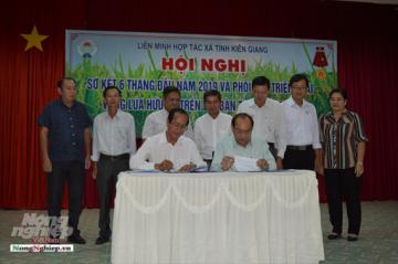 Hợp tác triển khai vùng lúa hữu cơ tại Kiên Giang