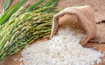 Dịch Covid-19 sẽ tác động thế nào đến thị trường lúa gạo Việt Nam và thế giới?