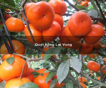 Nông đặc sản Đồng Tháp - Quýt Hồng Lai Vung