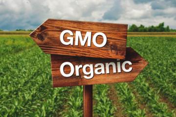 Quy định giống biến đổi gen (GMO) trong canh tác hữu cơ