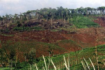 EU cấm nhập khẩu cà phê, cao su trồng tại vùng đất rừng suy thoái
