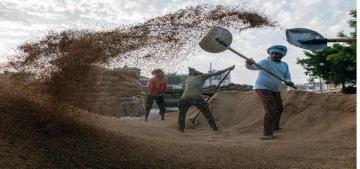 Cảnh báo thiếu hụt gạo trầm trọng do căng thẳng tại Biển Đỏ