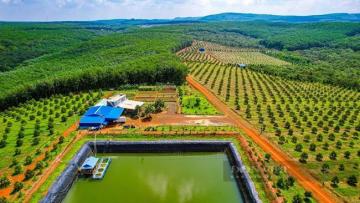 Từ vùng đất cao su cằn cỗi, xuất hiện vườn sầu riêng 55ha công nghệ cao, đầu tư hiện đại nhất Bình Phước