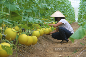 Đây là trang trại nông nghiệp hữu cơ đẹp như phim, công nghệ hiện đại nhất tỉnh Nghệ An