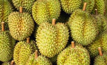 Không phải Thái Lan hay Việt Nam, hai trùm sầu riêng khác đang tranh cãi gay gắt về thương hiệu trái cây quốc gia: Một nước sản lượng gần 2 triệu tấn, một bên giá trị sản xuất tăng mạnh.