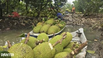 Mít tươi xuất khẩu sang Trung Quốc từ tháng 6 phải đáp ứng yêu cầu gì?